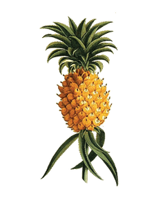 Pineapple Ketch Clothing