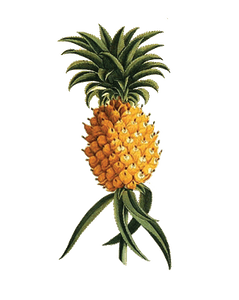Pineapple Ketch Clothing 